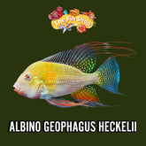 3-4" ALBINO GEOPHAGUS HECKELII